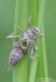 vážka ploská (Vážky), Libellula depressa, Anisoptera (Odonata)
